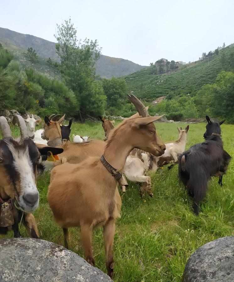 Abrigo Do Cabecinho - Serra Da Estrela Cortes do Meio Ngoại thất bức ảnh